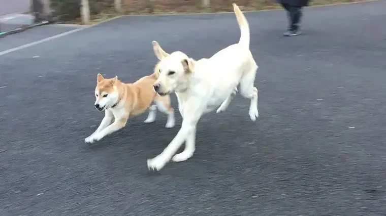 ドッグランエリアのがわを走る2頭の犬